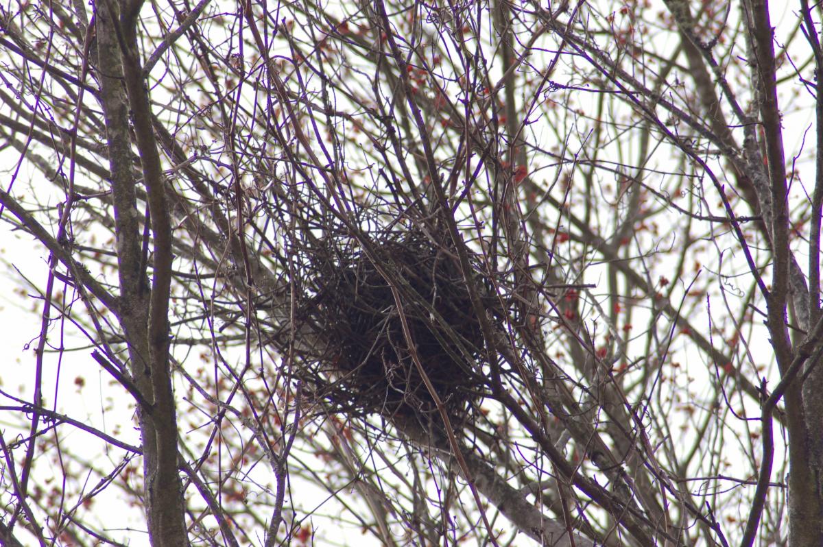 Hawk nests deals